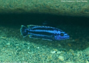 Melanochromis kaskazini 'Ngwasi' Galerie Melanochromis kaskazini